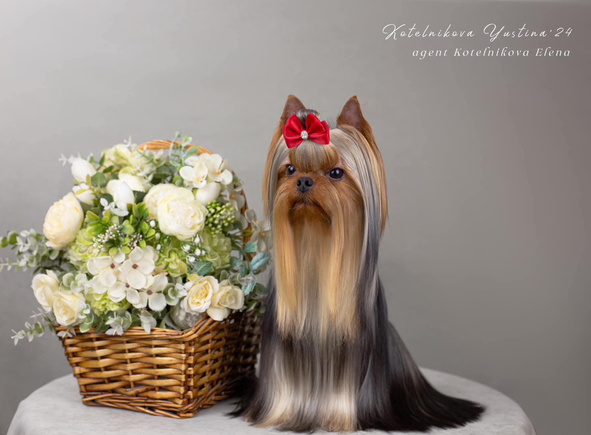 Royal Fireworks Royal Fireworks Wow-Wow &mdash; Labaza DogPedigree YorkshireTerrier
