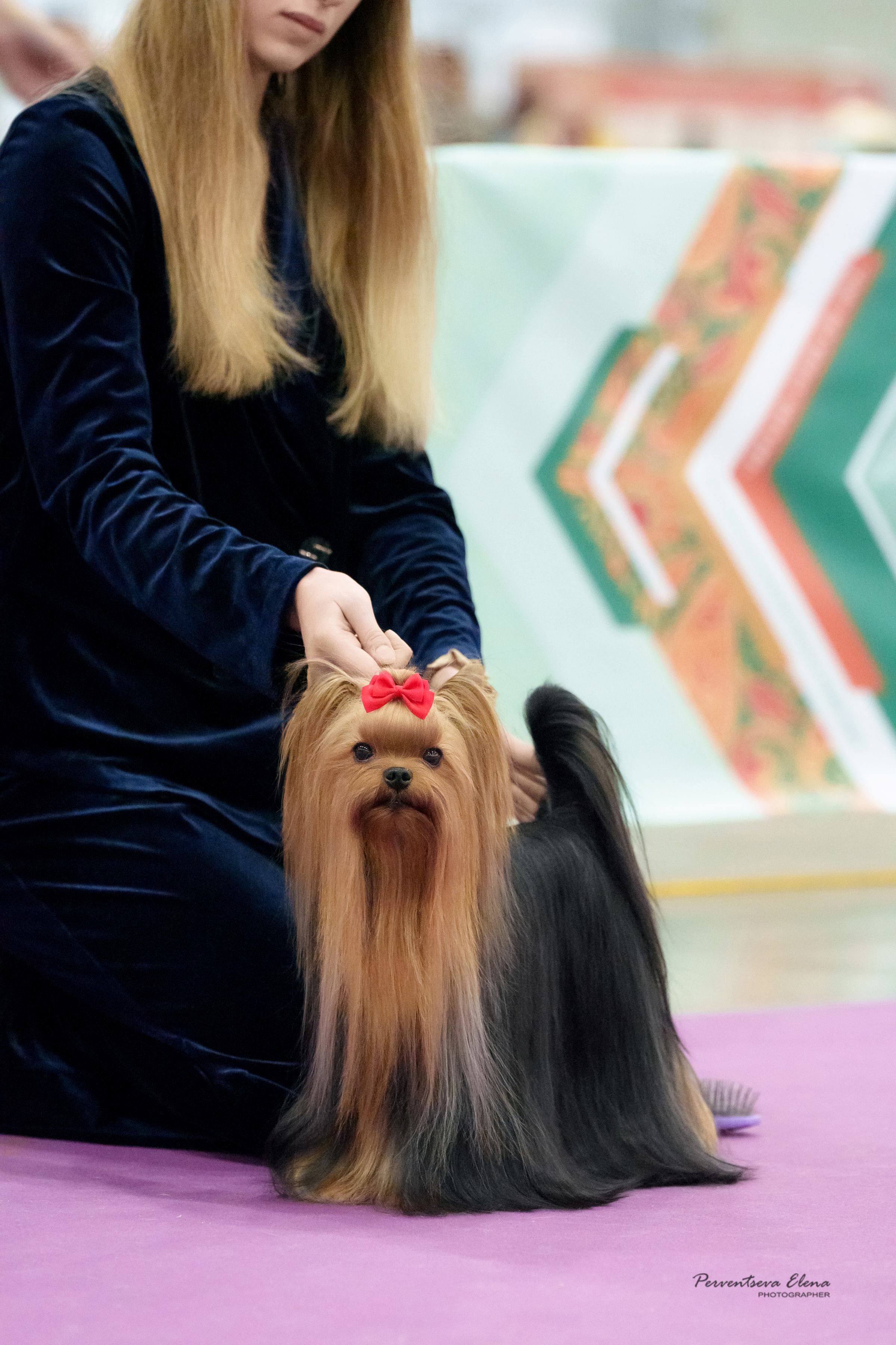 ELM DENDI TIGER POWER &mdash; Labaza DogPedigree YorkshireTerrier