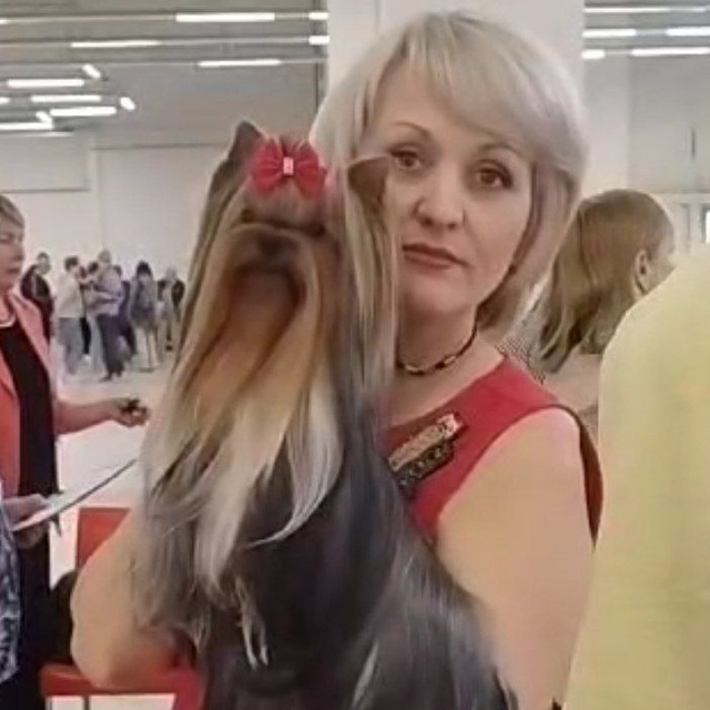Боггемия Прайм &mdash; Labaza DogPedigree YorkshireTerrier
