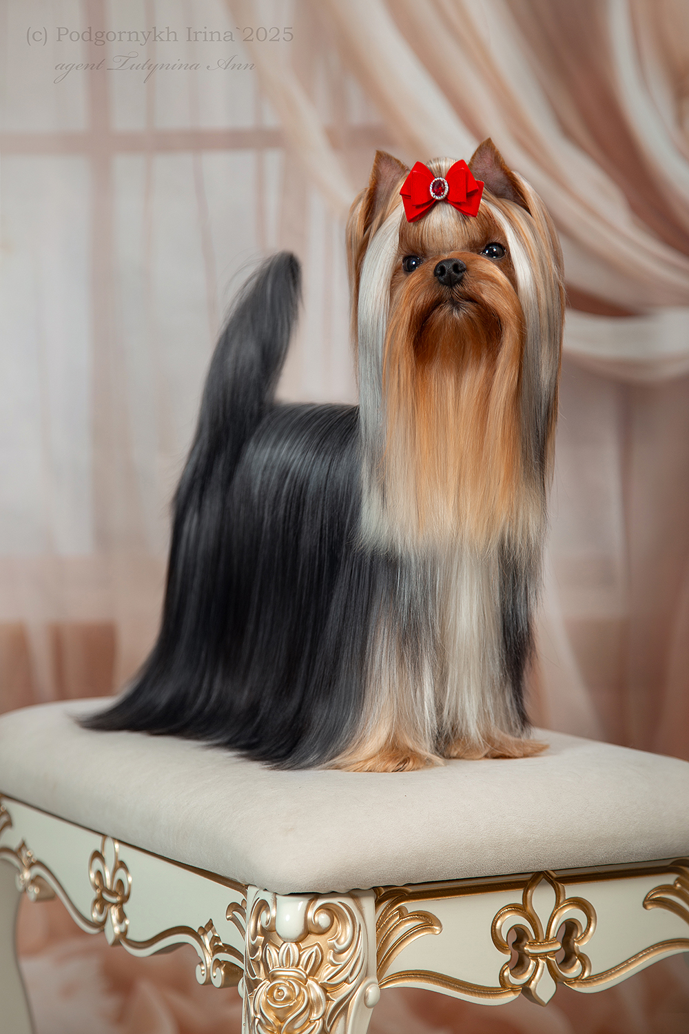 IRESK' S IRESK' S KEEPSAKE &mdash; Labaza DogPedigree YorkshireTerrier