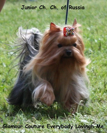  GLAMOUR COUTURE EVERYBODY LOVING ME &mdash; Labaza DogPedigree YorkshireTerrier