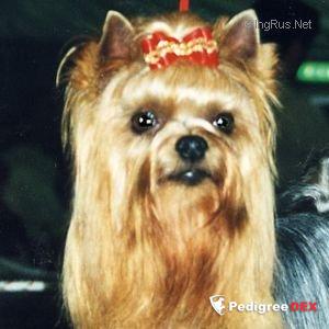  MY SUPERMAN DU GUE DE L'ADOUR &mdash; Labaza DogPedigree YorkshireTerrier