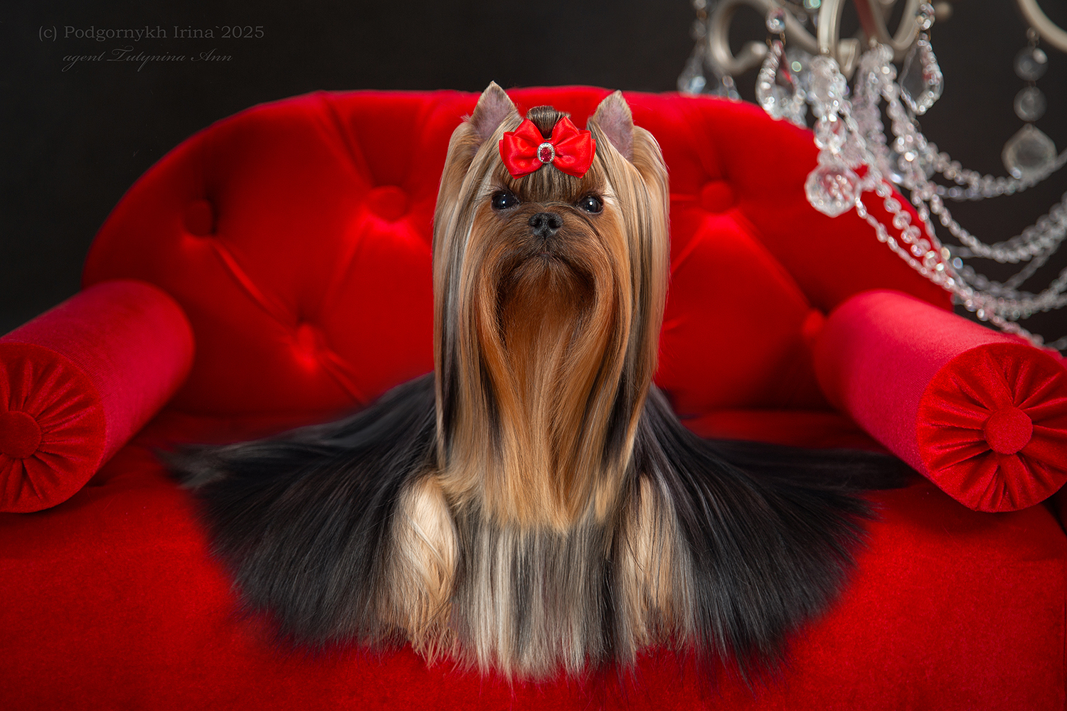 IRESK' S IRESK' S ESMINA PRINESI MNE UDACHU &mdash; Labaza DogPedigree YorkshireTerrier