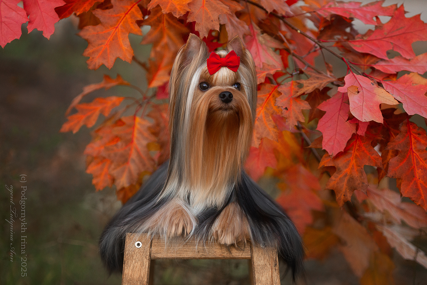 IRESK' S IRESK' S KESSI FLER DE LA PASSAN &mdash; Labaza DogPedigree YorkshireTerrier