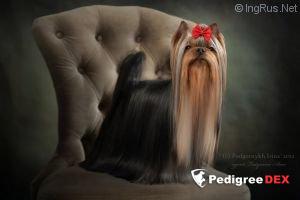  EDEL'VEYS OF THE FAMILY OF GOLD ELVES &mdash; Labaza DogPedigree YorkshireTerrier