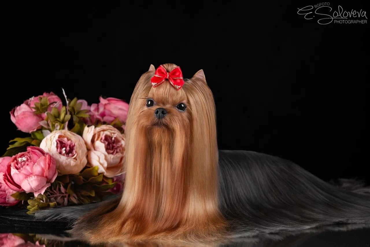  MY SIMURAN MAMBO ITALIANO &mdash; Labaza DogPedigree YorkshireTerrier