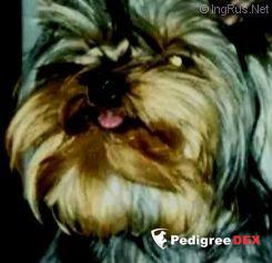  CAMPARIS BLUE JEANS &mdash; Labaza DogPedigree YorkshireTerrier