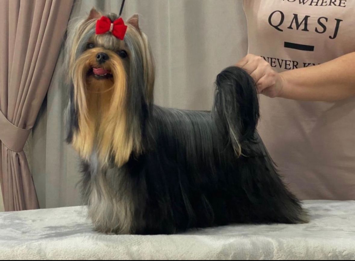 ZVYOZDNIY MIR LAF STORI &mdash; Labaza DogPedigree YorkshireTerrier