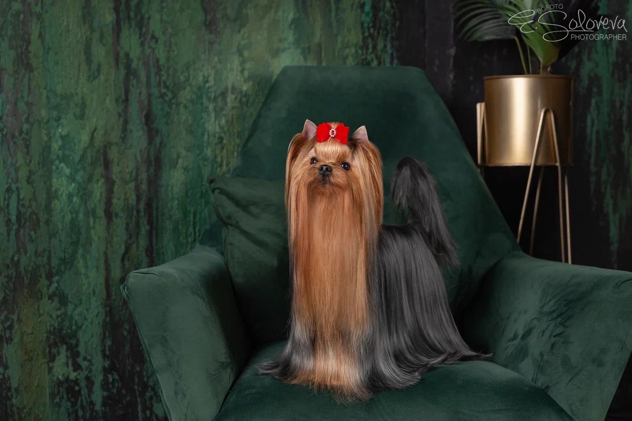 MY SIMURAN GEA ARIA &mdash; Labaza DogPedigree YorkshireTerrier