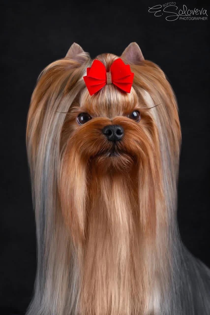  MY SIMURAN O-ZONE &mdash; Labaza DogPedigree YorkshireTerrier