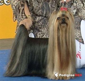  CAMPARIS LOVE OF SILVER SPEED &mdash; Labaza DogPedigree YorkshireTerrier