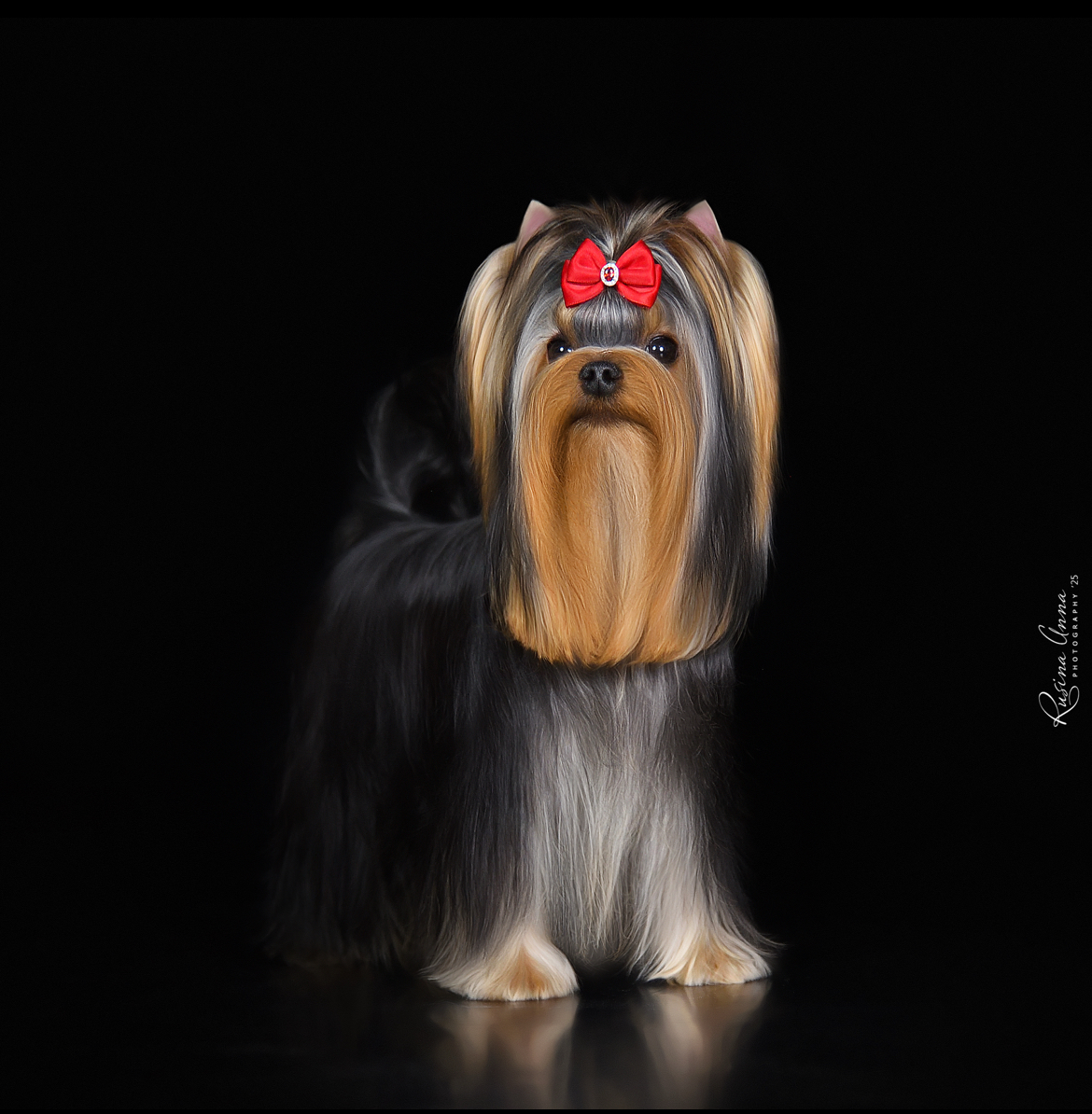 PIOJIA DORO PIOJIA DORO GANGSTA`S PARADISE &mdash; Labaza DogPedigree YorkshireTerrier