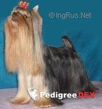 Stjumers STJUMER'S BEAUTIFUL EMMILI &mdash; Labaza DogPedigree YorkshireTerrier