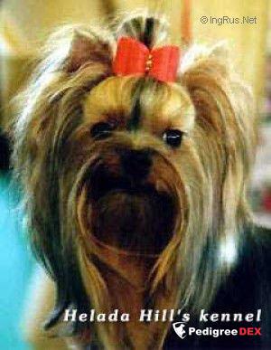  HELADA HILL'S STAR STONE &mdash; Labaza DogPedigree YorkshireTerrier