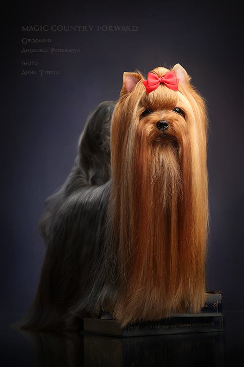  MAGIC COUNTRY FORWARD &mdash; Labaza DogPedigree YorkshireTerrier