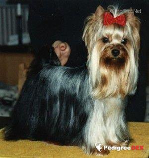 LEGEND MAKER DE MAJODIAN &mdash; Labaza DogPedigree YorkshireTerrier