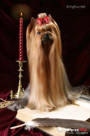 SMILAIN ENERGISER &mdash; Labaza DogPedigree YorkshireTerrier