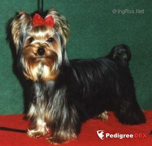 UP AND GO &mdash; Labaza DogPedigree YorkshireTerrier