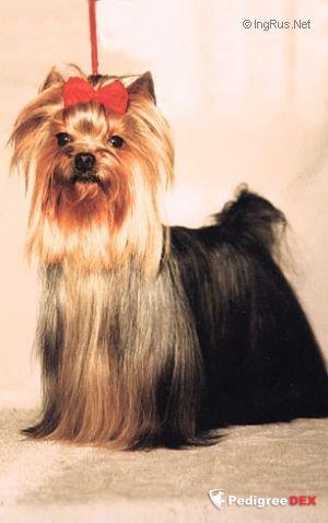  JUSTE PARFAITE DE MAJODIAN &mdash; Labaza DogPedigree YorkshireTerrier