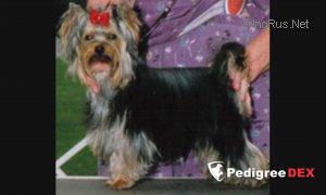 SHOALCREEK`S EASY RIDER &mdash; Labaza DogPedigree YorkshireTerrier