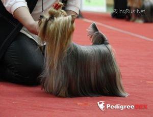RIGAIR RIGAIR EVOLUTION &mdash; Labaza DogPedigree YorkshireTerrier