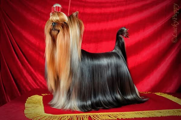 Vole'T Shou VOLE'T SHOU NO COMMENT &mdash; Labaza DogPedigree YorkshireTerrier