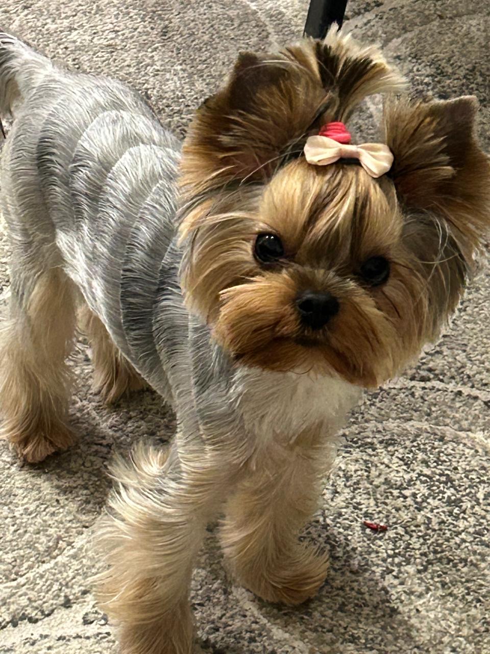 Wellary WELLARY VICTORIANA &mdash; Labaza DogPedigree YorkshireTerrier