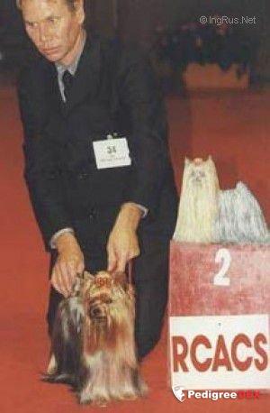  OVER-DRIVE DU DOMAINE DE MONDERLAY &mdash; Labaza DogPedigree YorkshireTerrier