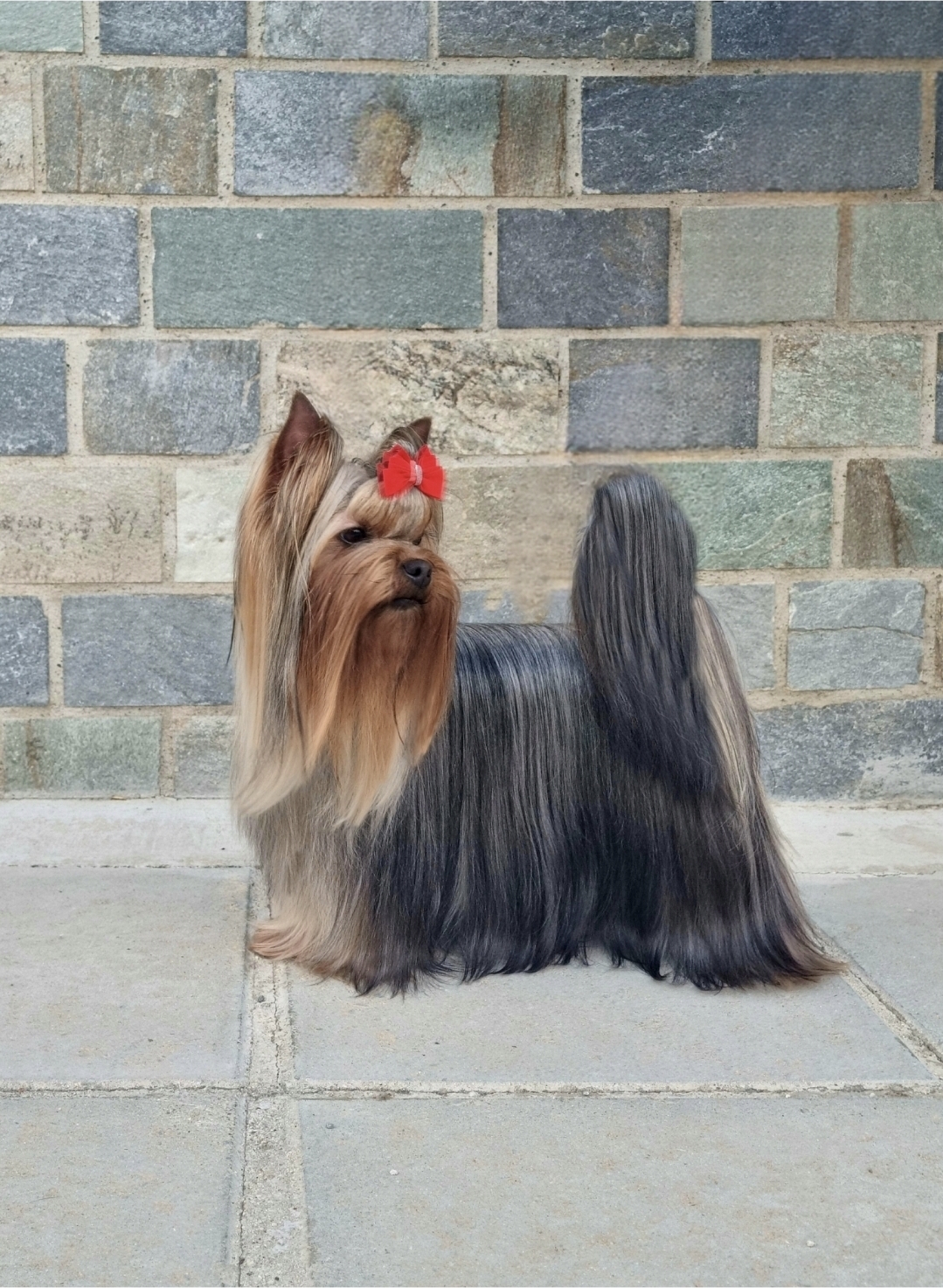  DENSTAIL KATRIN &mdash; Labaza DogPedigree YorkshireTerrier