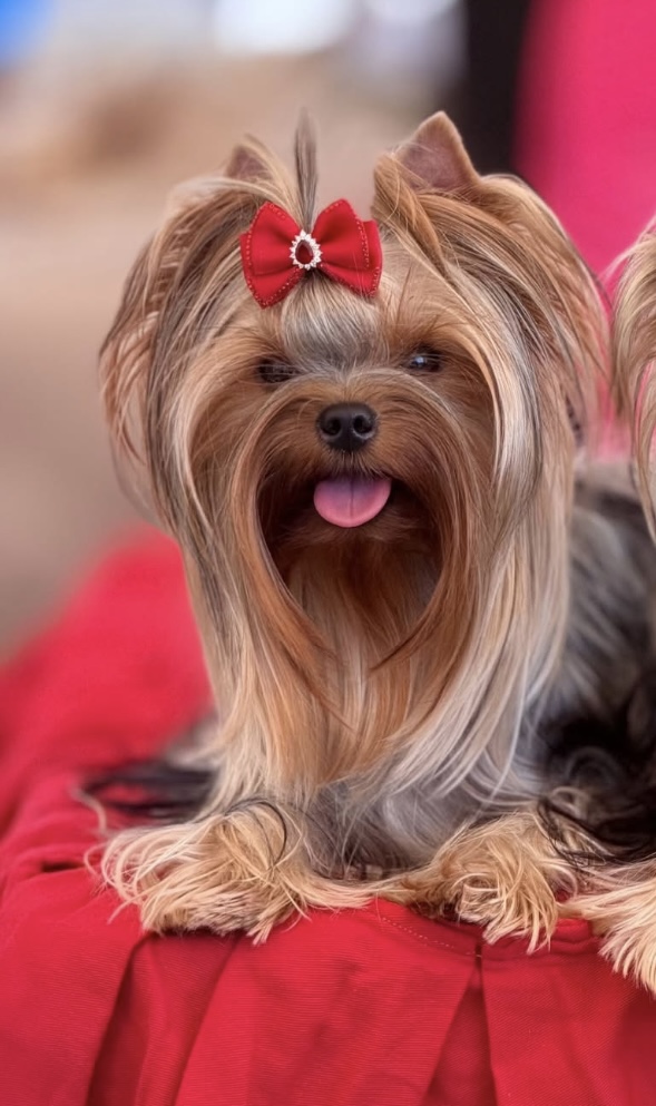 THE ISLAND EMELI &mdash; Labaza DogPedigree YorkshireTerrier