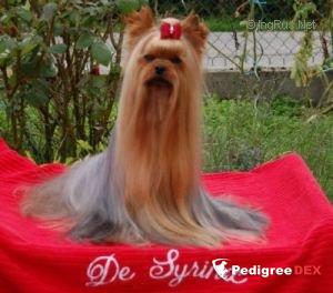  SEX CONTROL DU DOMAINE DE MONDERLAY &mdash; Labaza DogPedigree YorkshireTerrier