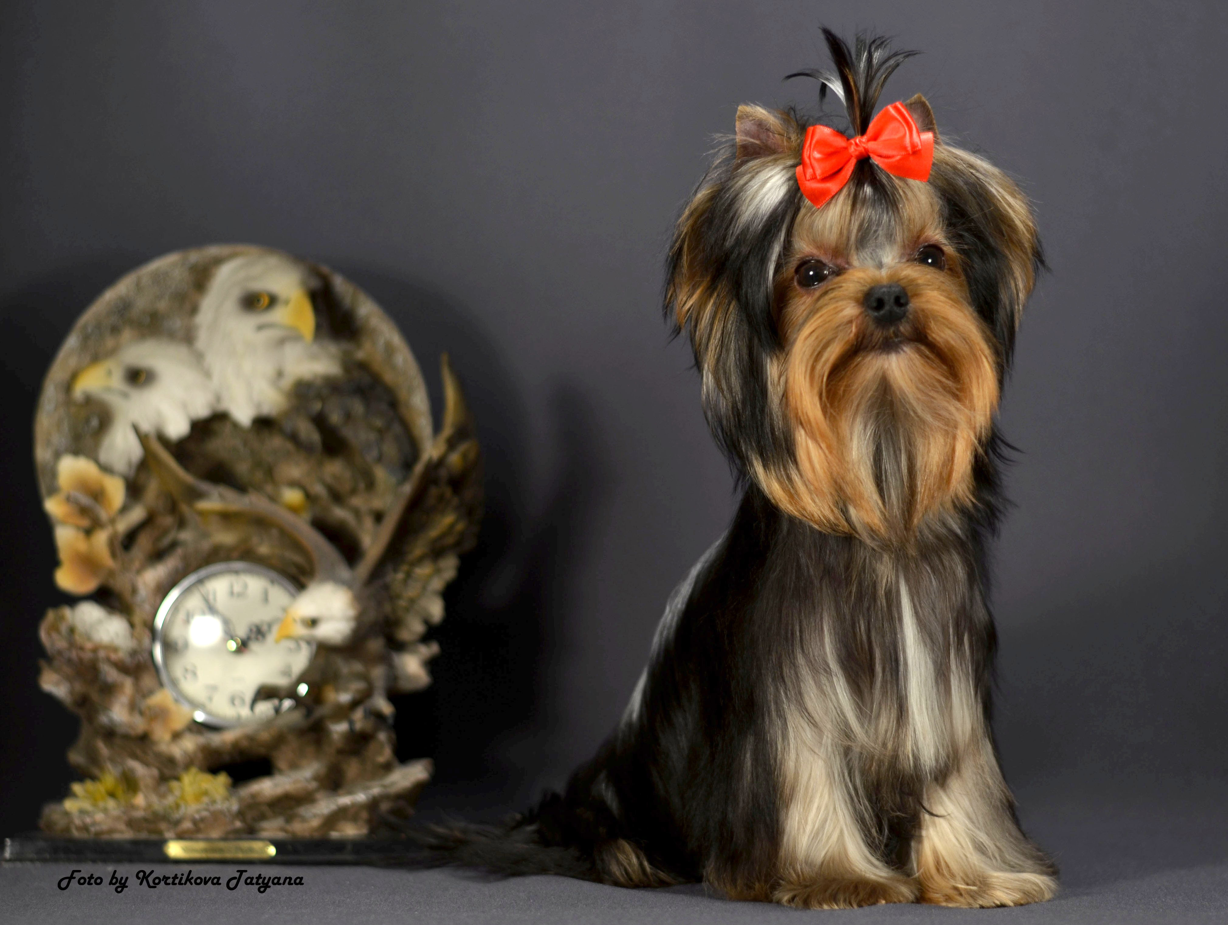 Emma`s Caprice NOTHING ELSE MATTERS EMMA'S CAPRICE &mdash; Labaza DogPedigree YorkshireTerrier