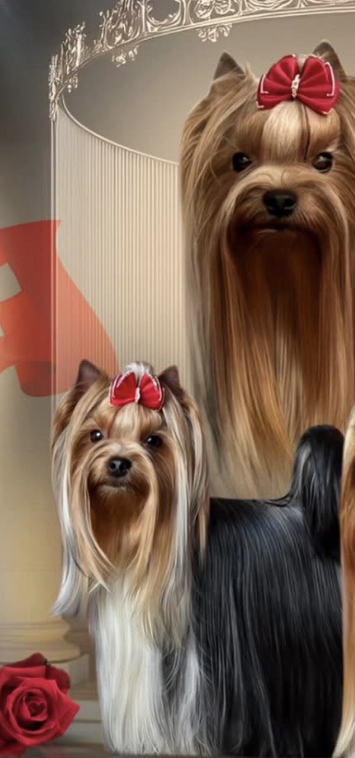  BELLA HELVETICA AKIRA D’ETOILES &mdash; Labaza DogPedigree YorkshireTerrier