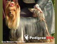 BLUE MENDIS GVENDOLIN