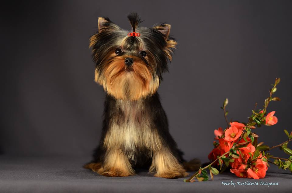 Emma`s Caprice NEVER GIVE UP EMMA'S CAPRICE &mdash; Labaza DogPedigree YorkshireTerrier