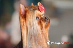  STJUMER'S J`ADORE DIOR &mdash; Labaza DogPedigree YorkshireTerrier