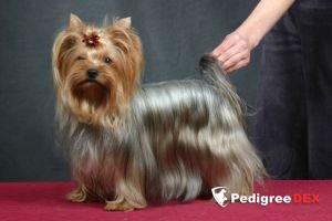 ZOLOTOI ELF STIHIYA STRASTI &mdash; Labaza DogPedigree YorkshireTerrier