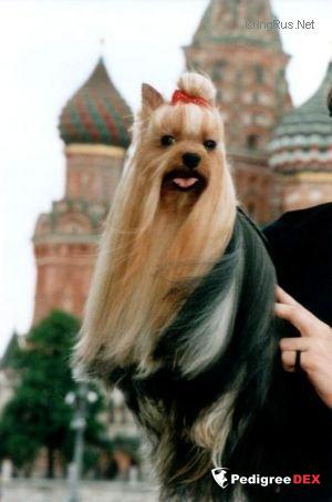 NAGYMEZOMENTI GYOZO &mdash; Labaza DogPedigree YorkshireTerrier