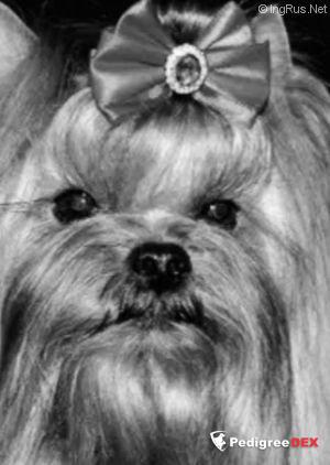 EZUST YORKI DOLLY