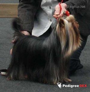  OPERA PRIMA THE DARK SIDE OF THE MOON &mdash; Labaza DogPedigree YorkshireTerrier