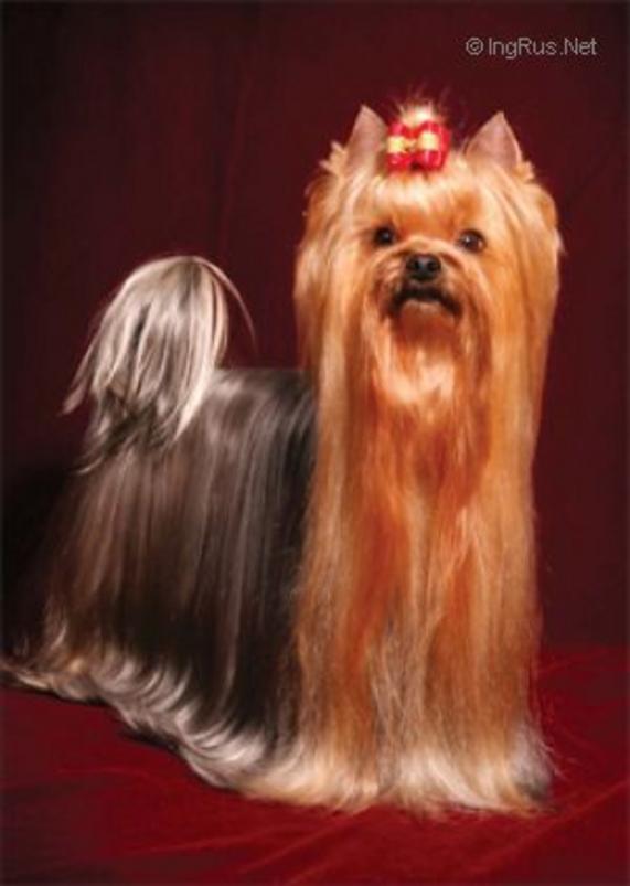  RIGAIR SARMOUNT MONTI &mdash; Labaza DogPedigree YorkshireTerrier