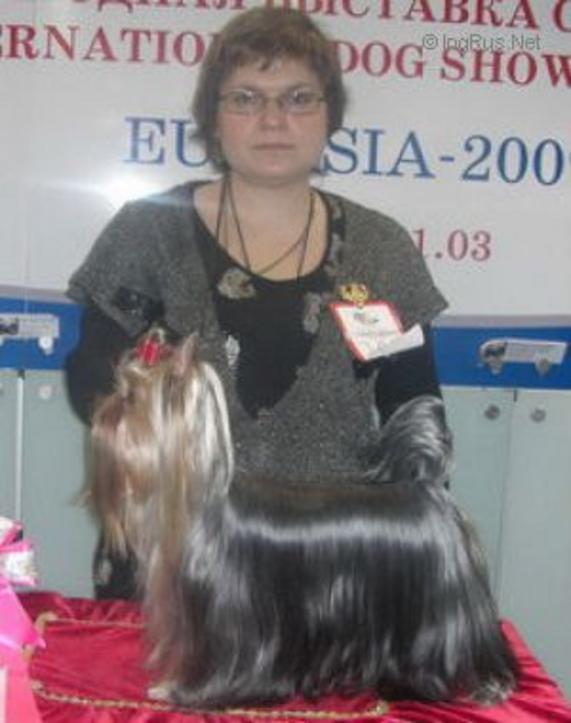 RIGAIR RIGAIR LAROKKA &mdash; Labaza DogPedigree YorkshireTerrier