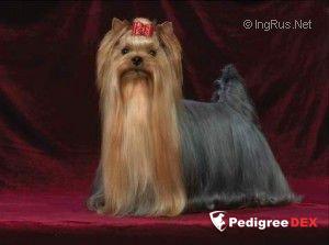 QOCCLE'S HAPPYNEWS &mdash; Labaza DogPedigree YorkshireTerrier