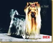 OPERA PRIMA OPERA PRIMA NEVER SAY NEVER &mdash; Labaza DogPedigree YorkshireTerrier