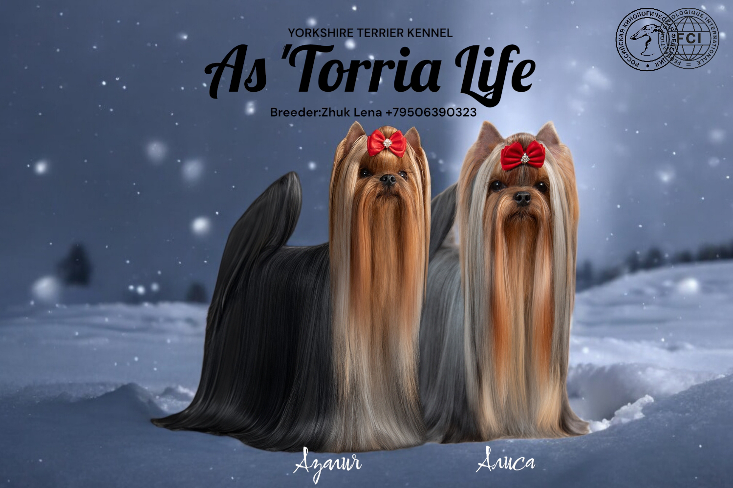 As'Torria Life &mdash; Labaza DogPedigree YorkshireTerrier