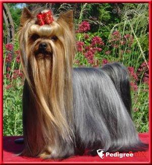  DICAPRIO DE LA PAM'POMMERAIE &mdash; Labaza DogPedigree YorkshireTerrier