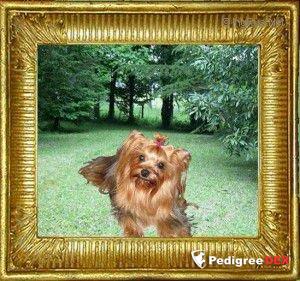 DURRER'S BLUE SUEDE JACKET &mdash; Labaza DogPedigree YorkshireTerrier