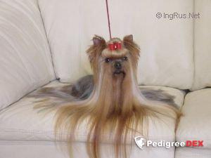  DURRER'S CHASE'N RAINBOWS &mdash; Labaza DogPedigree YorkshireTerrier