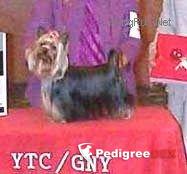 DURRER'S SHE'S GOT THE LOOK &mdash; Labaza DogPedigree YorkshireTerrier