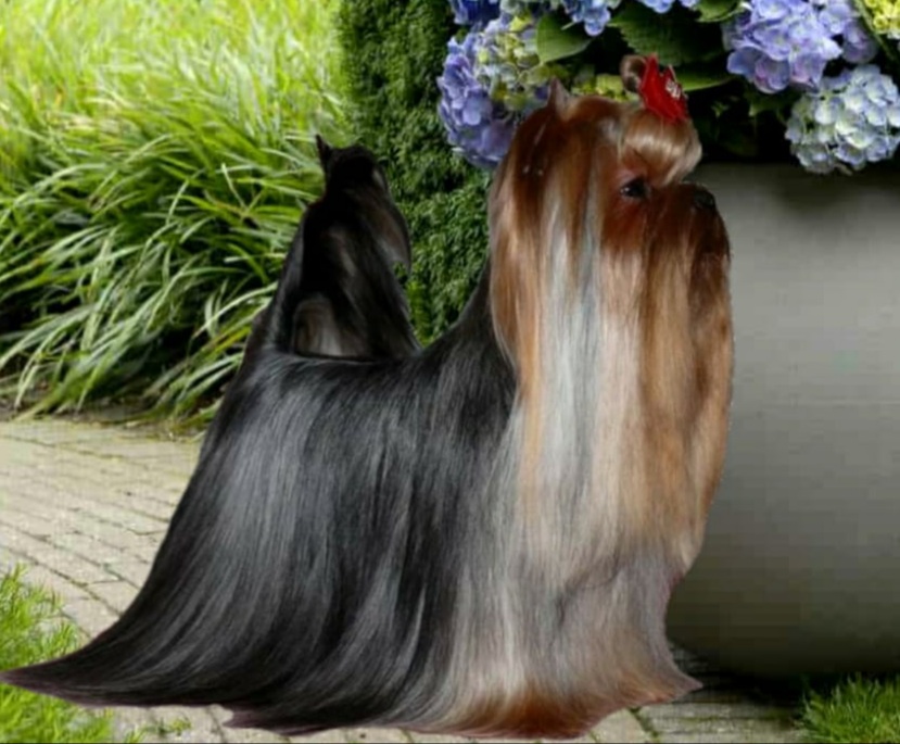  ZVEZDA ALBIONA JAQUET DROZ &mdash; Labaza DogPedigree YorkshireTerrier